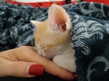 новорожденные котята: Два маленьких котенка с мягкой шерстью. Один котенок имеет окрас табби — 5