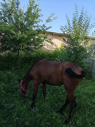 один владелиц: Продаю | Жеребенок | Полукровка | Для разведения | Племенные — 7