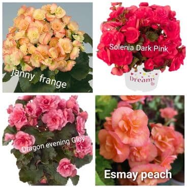 цветы на продажу: Детки бегоний элатиор по 150 с возможна отправка по регионам с — 9