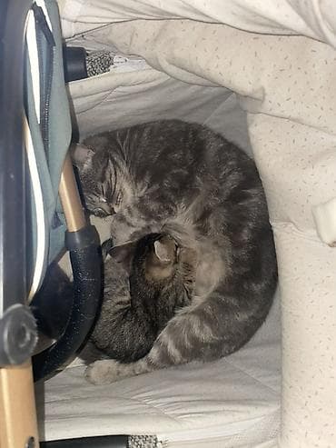 кошка белая: Мама кошка с 2 котятами остались на улице кто может приютить заберите — 2