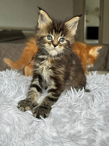 котята продажа: Мейн-кун котёнок, классический чёрный мрамор с тёплыми рыжинками — 2
