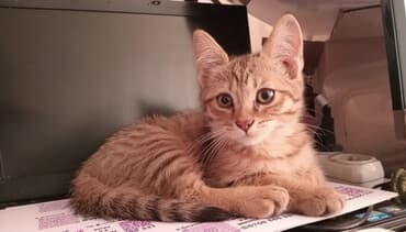 где можно купить йоркширского терьера: Котенок девочка, родилась 15 сентября. Ласковая, игривая — 1