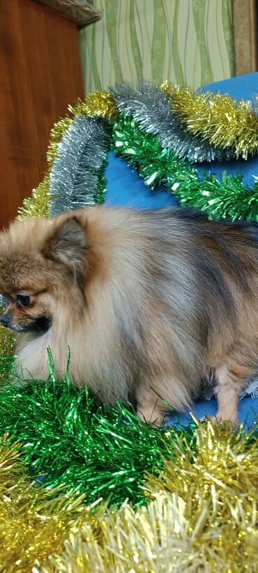 карликовый померанский шпиц цена: Шпиц, 2 месяца, Самец — 10