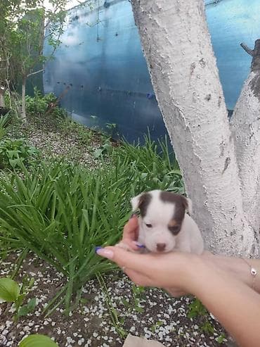 каракол собаки: Чихуахуа, 1 айлык, Ургаачы, Эмделген — 8