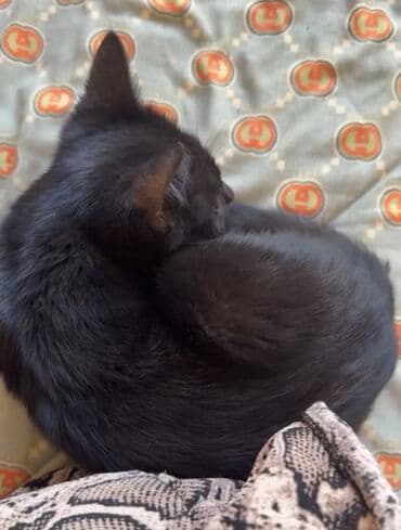 ошейник для кошек: Мышык бекер берилет: Породасыз, 3 айлык, Ургаачы, Курттардан тазаланган — 1