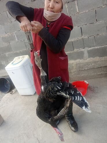 куры в токмоке: Продаю | Индюк (самец) | Черный принц | Для разведения | Племенные — 12