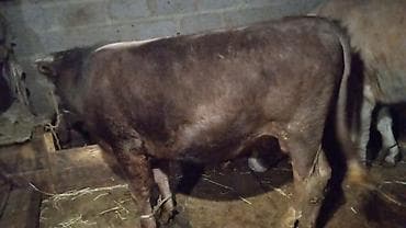 быки: Продаю | Бык (самец) | Привязанные — 2