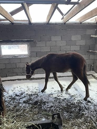 продам сельхоз животных: Продаю | Жеребенок | Для разведения — 3