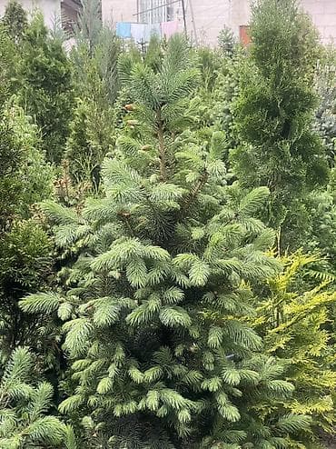 продаю летний душ: Продаются голубые/зеленые/тянь-шанские ели 🌲 Выращиваем сами, со всей — 6