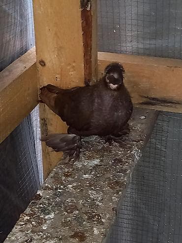 Порода голубку ореховый двухчубую малоносою декоративный пухогрудый