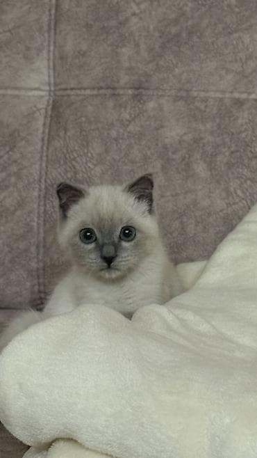 Мышыктар: Скотиш Страйт (Шотландиялык тик кулактуу), 2 айлык, Ургаачы, Лотокко барууга үйрөтүлгөн — 3