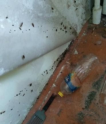 Дезинфекция дезинфекция дезинфекция дезинфекция дезинфекция Таракан