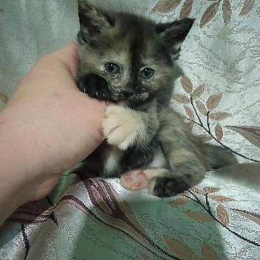 котята бурма: Британская короткошёрстная, 1 месяц, Девочка, Черепаховый, Проглистована — 7