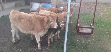 объявления о пропаже животных: Продаю | Бык (самец) — 7