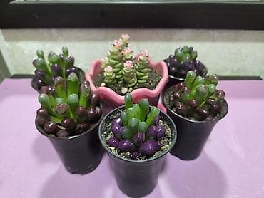 Бөлмө өсүмдүктөрү: Хавортия и кактусы — суккуленты для дома и офиса - Хавортия по 350 с — 2