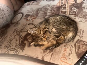 отдам кота я его боюсь: Отдам котёнка (девочку) в хорошие руки. Мать превосходный охотник на — 4