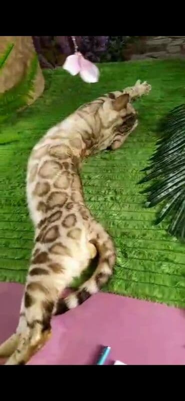 рэгдолл цена бишкек: Бенгал, 2 жаш, Эркек, Ак, Бычылган, Лотокко барууга үйрөтүлгөн, Курттардан тазаланган — 28