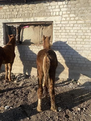 Услуги ветеринара: Продаю | Жеребенок | Для разведения | Племенные — 4