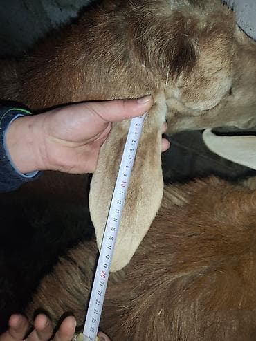 собака для охраны: Продаю | Баран (самец) | Арашан | Для разведения | Племенные — 6