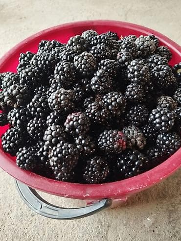 Уголь: Саженцы ежевики сорта Лох Несс - Сорт: Loch Ness (Лох Несс) — 6