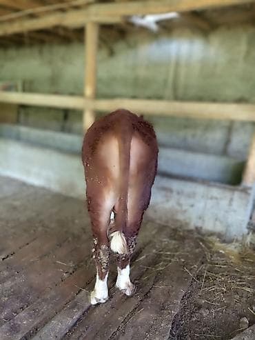 корма для сх животных: Продаю | Бык (самец) | На откорм | Привязанные — 3