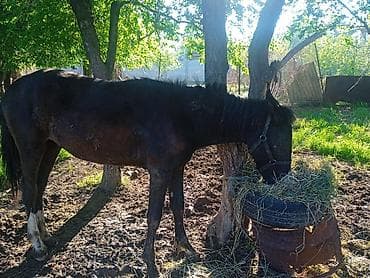 ящик сатылат: Сатам | Байтал | Жумушка — 3