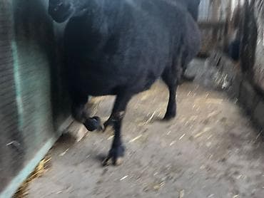 романовский: Продаю | Овца (самка) | Гиссарская | Для разведения | Матка — 7