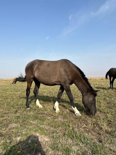 тюк пресс: Продаю | Жеребенок, Кобыла (самка), Жеребец | Кара Жорго | Для разведения, На забой, Рабочий — 26