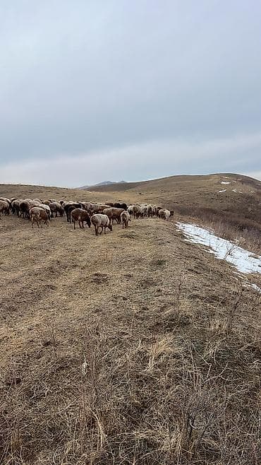 Требуется Пастух, Оплата: Ежемесячно, Развоз