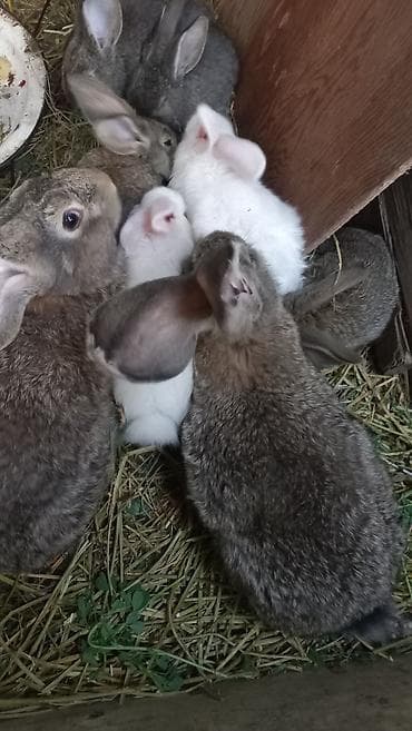 разведение рыб: Продаю | Крольчата | Фландр | Для разведения — 5