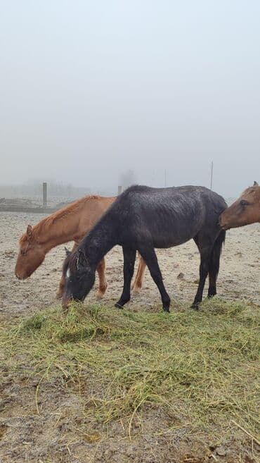 животные для дома: Продаю | Кобыла (самка) — 2