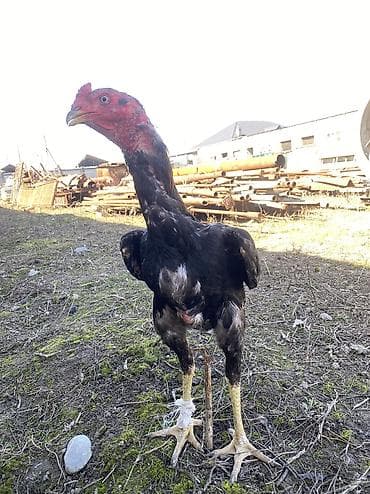 Дакан пять месяцев продается Срочно срочно срочно !!!!!!!!!!! at lalafo.kg Дакан пять месяцев продается Срочно срочно срочно !!!!!!!!!!!