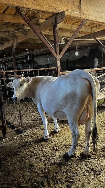 коры: Продаю | Корова (самка) | Для молока | Племенные — 1