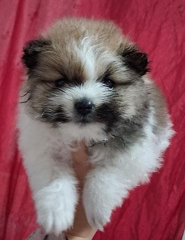 кане корсо собака цена: Помиранский шпиц •Девочка •Родилась 14 .03.2026 •Окрас : пати-колор — 1