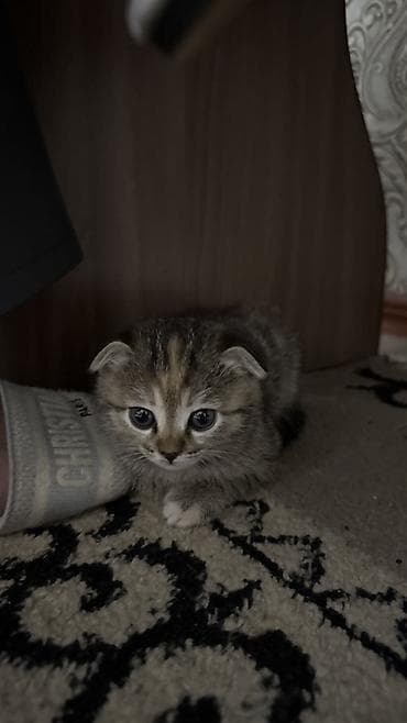 шотландский кот вислоухий: Скотиш Фолд (Шотландская вислоухая), 2 месяца, Девочка, Серый, Приучена к лотку — 3