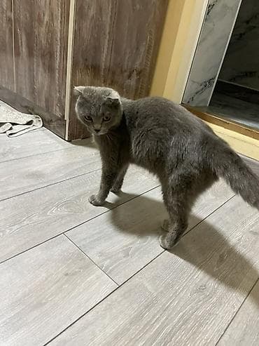 кошка шотланка: Скотиш Фолд (Шотландская вислоухая), 1 год, Мальчик, Голубой — 5