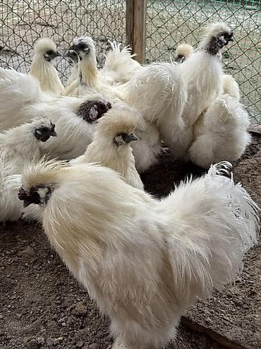 курица брама цена: Продаются шелки петух кур — 1