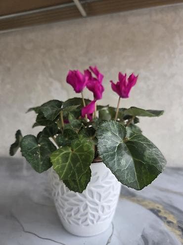 растения для аквариума: Аглаонема (декоративно-лиственное комнатное растение) - Сорт с — 5