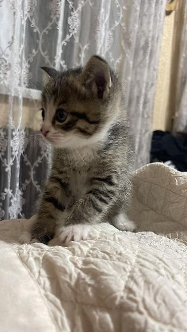 бенгальские кот: 1 месяц, Мальчик, Серый — 1