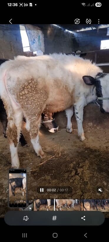 дойних коров: Продаю | Бык (самец) | Полукровка | На откорм | Привязанные — 4