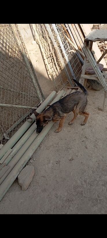 Вязка собак: Бельгийская овчарка, 2 месяца, Самец — 12