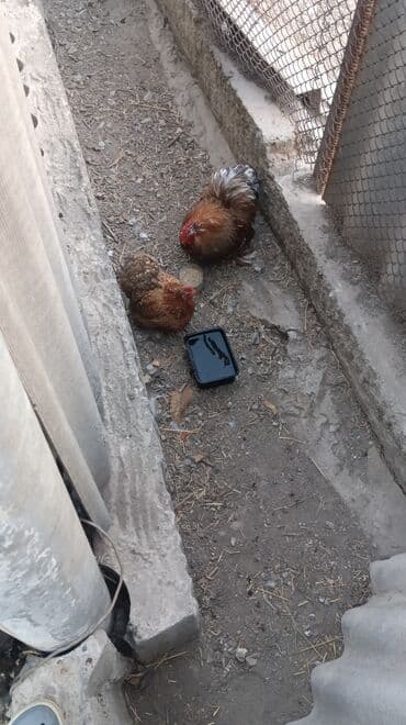 домашняя курица бишкек: Карлик кох 1+1 — 1