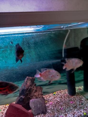 продаю кукуруз: Рыбки астронотусы — 3