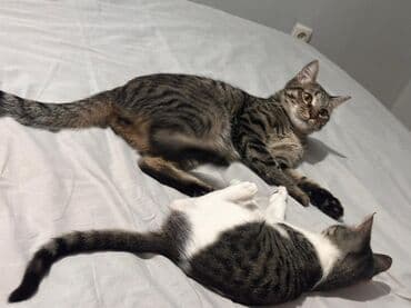 куда отдать кошку бишкек: Котята табби, один из которых серо-белый, а другие тигровый. У котят — 3