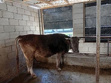 Мышыктар: Сатам | Уй (ургаачы) | Аргын | Сүт алуу үчүн | Байланган — 1