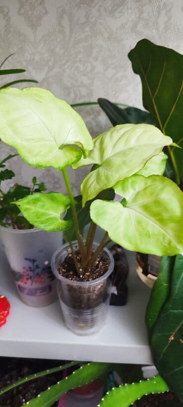 семена павловния купить в бишкеке: Зефирантес розовый 150 сом (3-4 луковицы в стакане) - ул.7 апреля 2/7 — 14