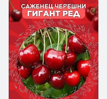 саженцы карликовые: Саженец черешни «Гигант Ред» есть 50 саженцев,писать только Ватсапп — 1