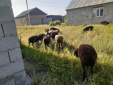 купить барана с доставкой: Продаю | Ягненок — 3