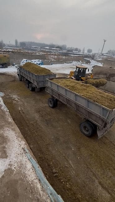 продаю кролики: Продаю силос мелко дробленный 
Косили ягуар классом 
Цена:5 сом
Тел — 2