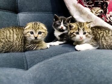 вислоухая кошка сколько стоит: Продаю котят шотландских вислоухих - Окрас: полосатый/белый (табби) и — 3